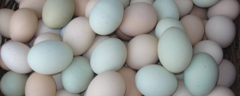 鸡蛋不煎熟有细菌吗