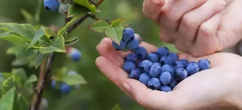 蓝莓可以和什么一起榨水果泥