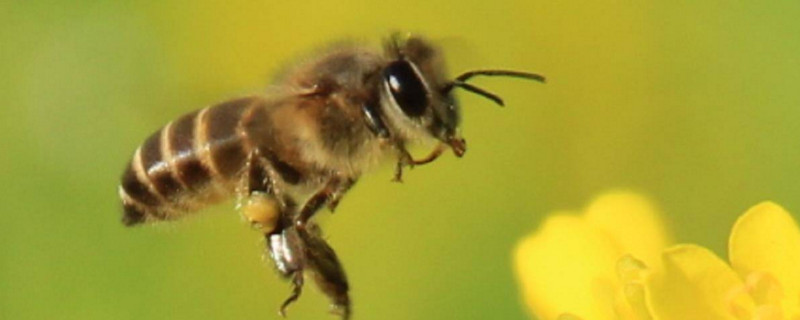 被蜜蜂蛰了有什么症状