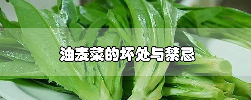 油麦菜的坏处与禁忌