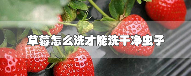 草莓怎么洗才能洗干净虫子
