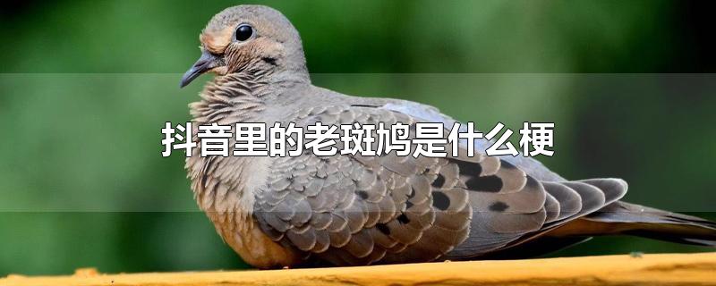 抖音里的老斑鸠是什么梗