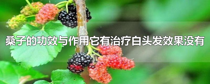 桑子的功效与作用它有治疗白头发效果没有